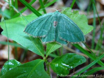 Hemithea aestivaria  Пяденица хвостатая зеленая